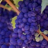 When you feel pressed on all sides. The crushing of grapes into fine wine.