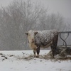 Livestock Winter Prep
