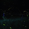 Foiling the flashy: How artificial light dims insect behavior (Ep 67)