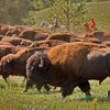 Agriculture Proud 018 – Bison Ranching with National Bison Association
