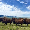Agriculture Proud 019 – Raising Bison For Meat in Montana