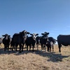 Over A Beer 025 - FAQ on Beef Cattle