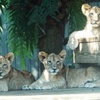 Brevard Zoo's New Lion Trio