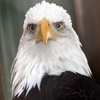 An open invitation for the 4 of July celebration