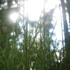 EP 1: "The God in the Tree" by Seamus Heaney