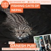 Fishing Cats of Nepal: Ganesh Puri, Western Terai Fishing Cat Project