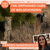 The Orphaned Cubs of Welgevonden: Carmen Warmenhove, Welgevonden Game Reserve