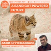 A Sand Cat Powered Future: Amir Seyyedabbasi, Istinye University