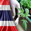 Thai Cannabis Users and Citizens Protest to Defend Legalization