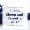 Plato, Sheep and Essential Oils?