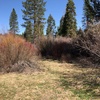 Episode 98: Dawn Chorus At Bigelow Meadow Botanical Area