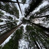 107: Mount Shasta- Old Growth Forest Along Squaw Valley Creek