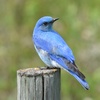 WNP| Springtime Birds Chirping