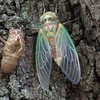 Cicada Sounds