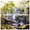 Rainforest Sounds ASMR to Sleep, Study or Relax (2 Hours, Loopable)