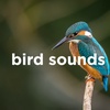 Birdsong Sounds Sleep Sounds Noise to Sleep, Study or Relax (2 Hours, Loopable)