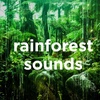 Rainforest Noise for Sleep Sounds / Rainforest White Noise to Sleep, Study or Relax (2 Hours, Loopable)