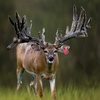 Does "High Fence" Count As Hunting?