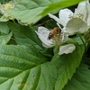 Pest Management by Matthew Hall | Students respond to SWARM Exhibition