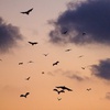 Swarm of bats by Die Hu | Students respond to SWARM Exhibition