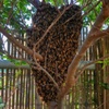 Bee Behaviour by Bec Pridham | Students respond to SWARM Exhibition