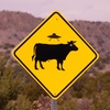 Cows On Signs (Trailer)