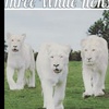 THREE WHITE LIONS: CHAPTER 6 America! Where Do I Fit July 2 2021