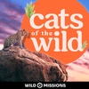 Cats of the Wild (Trailer)