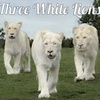 THREE WHITE LIONS: Chapter 1, 12.19.21