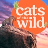 Thank you from Cats of the Wild
