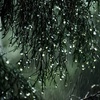 Relaxing Rain Sounds for Peaceful Sleep (8 Hours) | Gentle Rain Downpour for a Restful Night