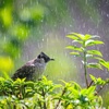 Soothing Rain & Relaxing Birdsong (8 Hours) | Calming Sounds for Sleep and Meditation
