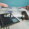 Cat Purring Sleep Sound / Purring Cat (Cat Sleep Sounds, Sounds for Sleep, Studying, Animal Sounds for Sleep, Relaxation) (2 Hours, Loopable)