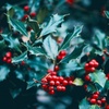 Ep. 54 - Christmas!