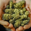 Investor Ideas Potcasts, Cannabis News - Interview with CEO of NorCal Cannabis