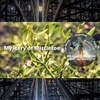 Mystery of Mistletoe