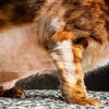 Audio Summary: Does treatment with clomipramine reduce cat psychogenic alopecia?
