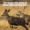 S4 E10 - 2021 Range-wide Status of Black-Tailed and Mule Deer with Jim Heffelfinger and Joel Pedersen