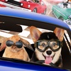 Episode 139 - Fast & Furriest