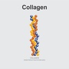 Collagen 101-Science of Collagen