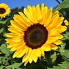 Josie Glassberg - Founder of Urban Roots Nonprofit - Farm School/Homeschool Program/Day Camp