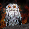 The Owl Theory: Murder or Killer Owl?