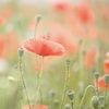 Psalm 117(118):1-2,16-17,22-23 for Easter Sunday, Year A - Alleluia, Alleluia, Alleluia!