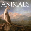 The Animals: Melissa and Joseph, Kangaroos
