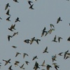 Wings of freedom