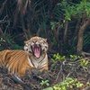 Travel through the wild jungles of Sundarbans in East India with Anand