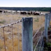 E10 | CFP庐 Succession in Texas