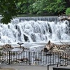 Bronx River Alliance: Restoring Nature in the City