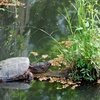 Making Connections with Conservation Biology