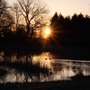 Backyard Bird Walk Podcast